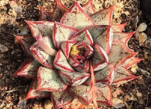 植物浇水|多肉可以浇牛奶吗