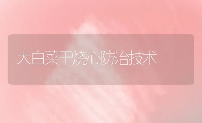 大白菜干烧心防治技术 | 蔬菜种植