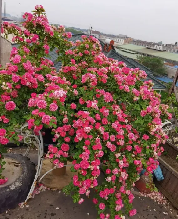 植物百科|藤本胭脂扣月季花优缺点（耐寒耐晒四季开花胭脂扣长多高）