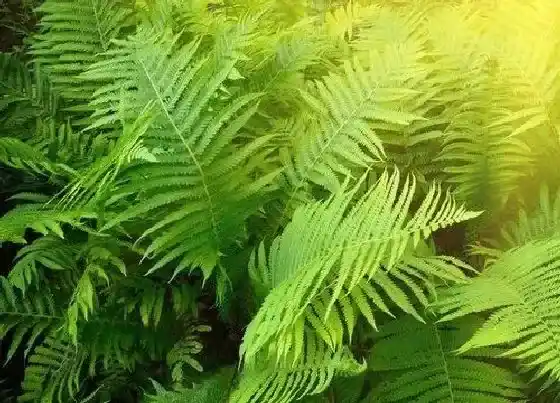 植物种类|蕨菜和蕨根粉是一种植物吗