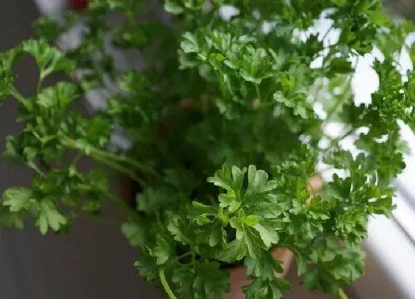 植物浇水|香菜需要每天浇水吗