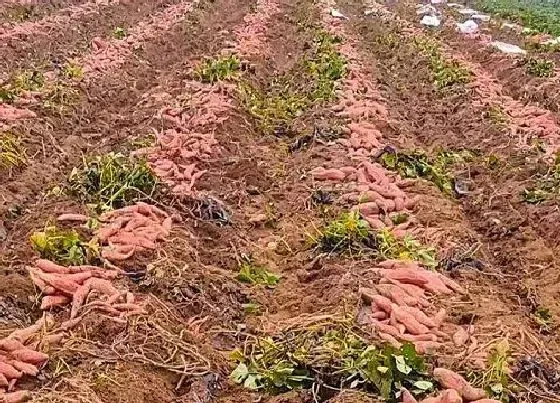 果实科普|红薯是碳水化合物吗