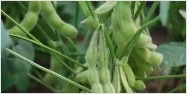 毛豆病虫害症状及防治指南 | 种植技术