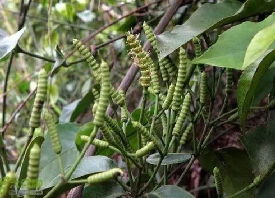 植物文学|冬虫夏草的生长过程图（虫草是怎么长出来的）