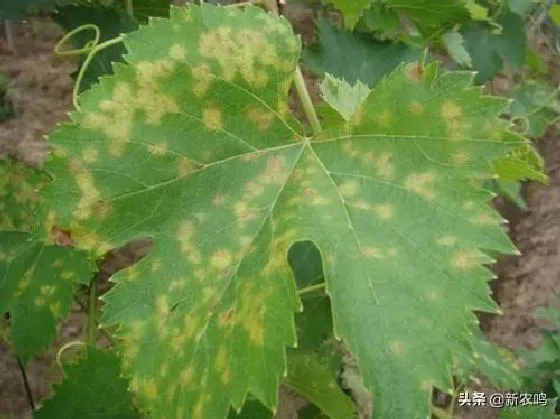 植物病害|葡萄叶子背面有白色东西怎么回事（叶子有白色像霜怎么办）