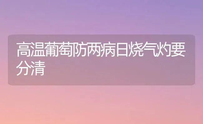 高温葡萄防两病日烧气灼要分清 | 瓜果种植