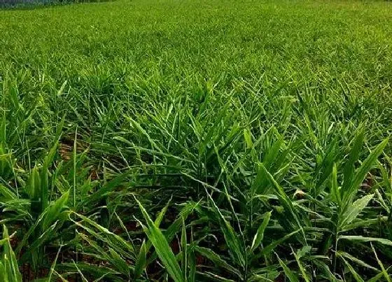 植物种类|姜是双子叶植物吗