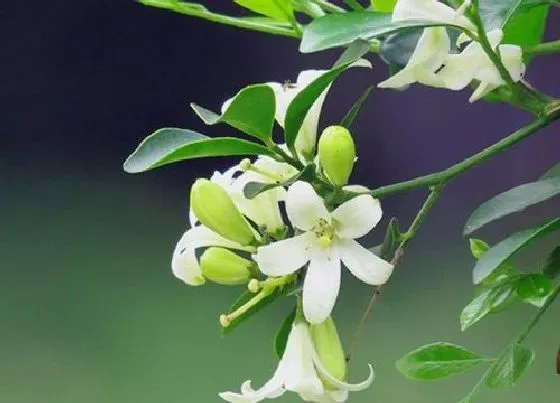 花朵诊疗|九里香促花方法与人工催花技巧