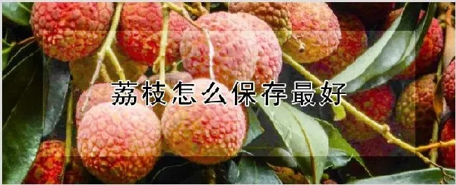 荔枝怎么保存最好 | 耕种资料