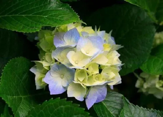 植物修剪|八仙花怎么修剪 修剪方法与注意事项