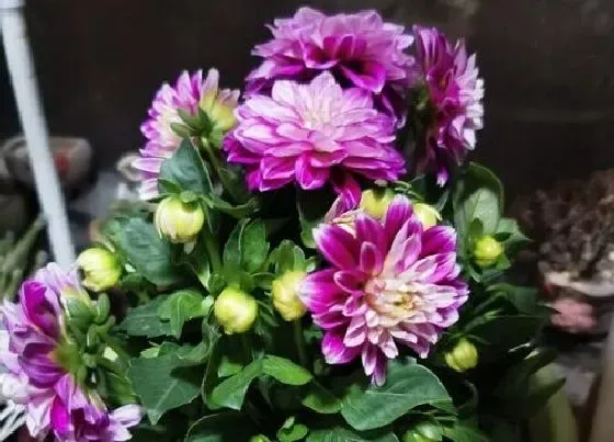 开花时间|大丽花四季开花吗