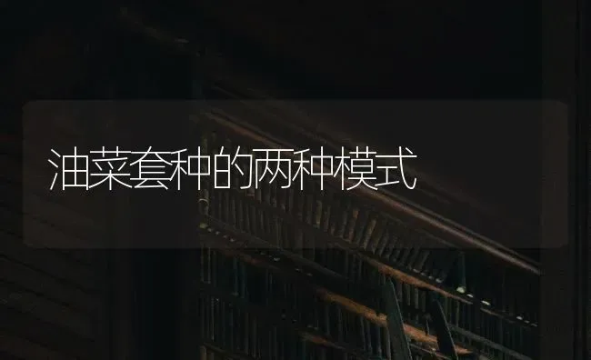 油菜套种的两种模式 | 粮油作物种植