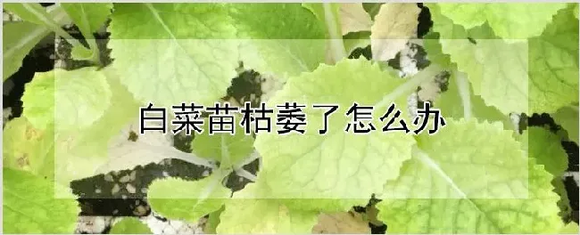 白菜苗枯萎了怎么办 | 农业技术