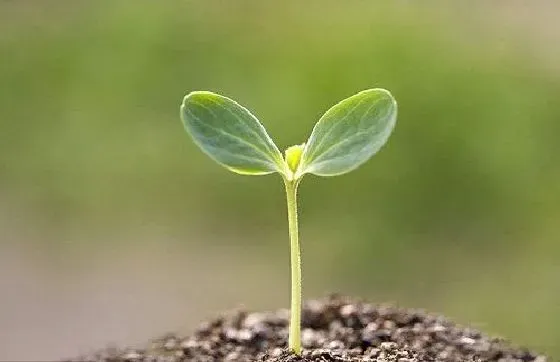 阳台摆放|阳台种植西瓜的时间和方法步骤