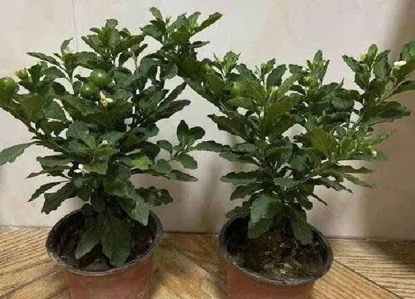 盆景|野樱桃盆景栽培技术