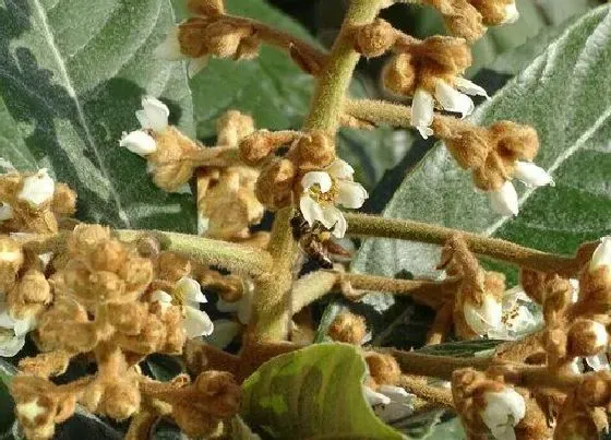 开花时间|枇杷什么时候开花结果 开花时间是几月份