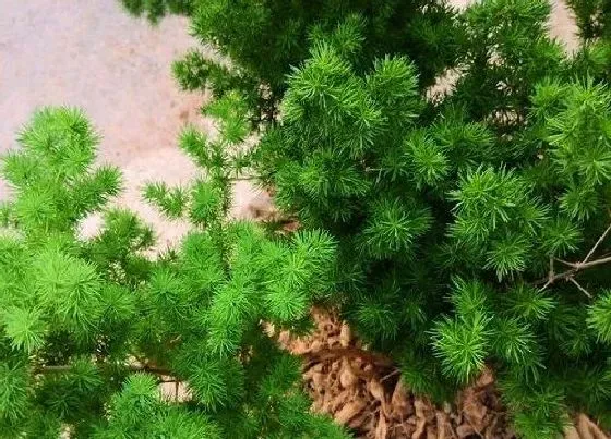 摆放常识|蓬莱松适合在室内养吗