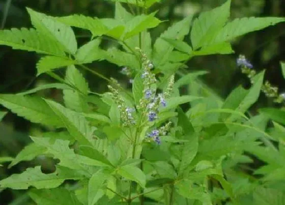 植物百科|荆草是什么草