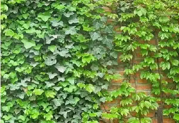 养殖科普|属鸡的养什么花好 家中养什么花运气好又旺财