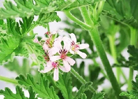 开花时间|天竺葵什么时候开花 花期有多长时间