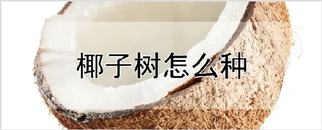 椰子树怎么种 | 养殖技术