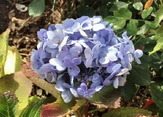 植物修剪|绣球花开完花后什么时候修剪 开花后修剪方法和注意事项