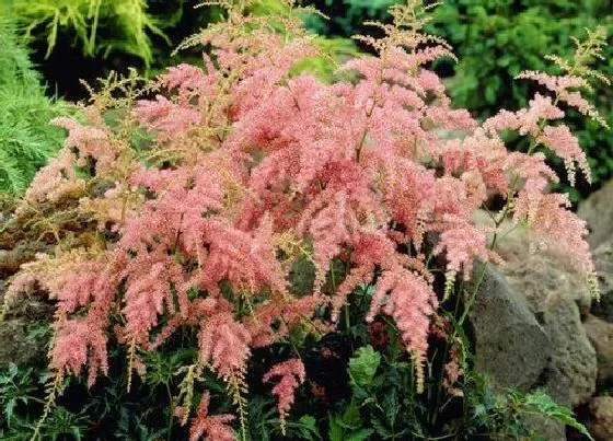 种植百科|落新妇什么时候栽种合适