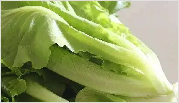 生菜怎么种 | 农业科普