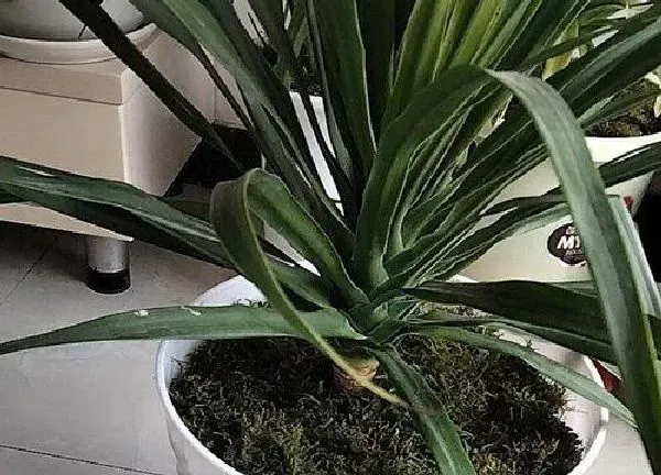 植物移栽|龙血树什么时候换盆最好 换盆时间和注意事项