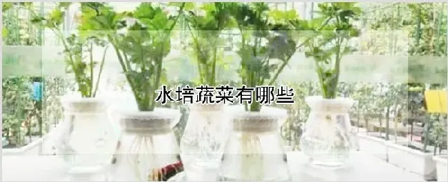 水培蔬菜有哪些 | 农业技术