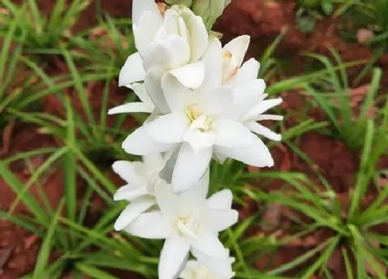 花期|晚香玉花期是什么时候