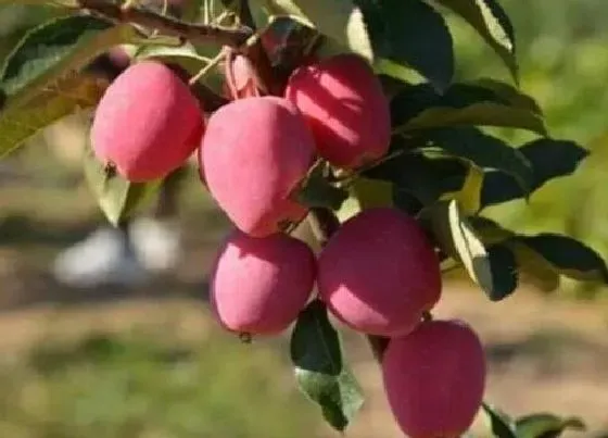 种植管理|鸡心果几年结果实