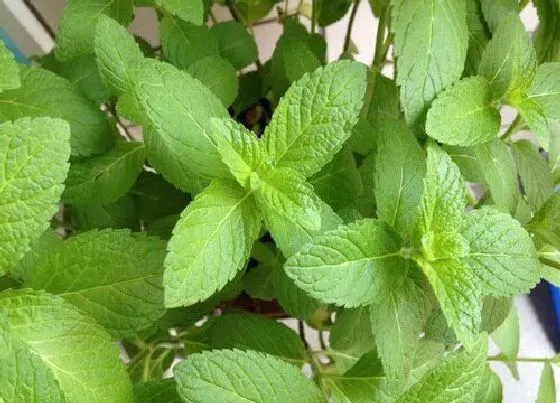 植物播种|薄荷应该什么时候播种合适