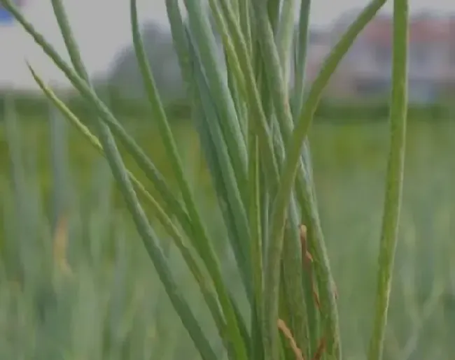 种植管理|大葱干尖发黑怎么治，大葱干尖原因及防治方法）