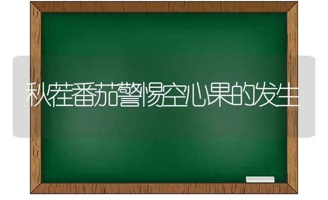 秋茬番茄警惕空心果的发生 | 瓜果种植