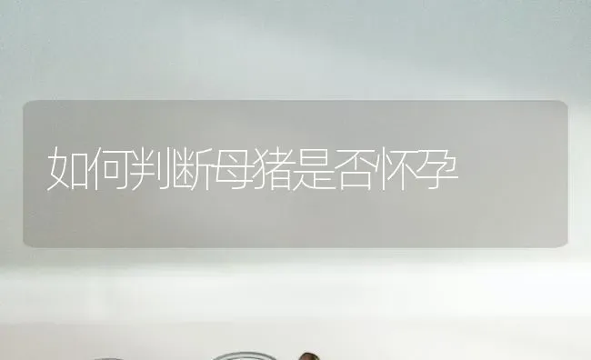 五膜大棚西瓜间作套种甜瓜栽培技术 | 瓜果种植