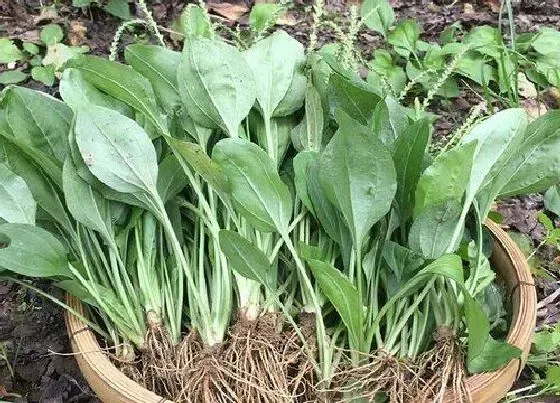 冬天植物|车前草冬天会冻死吗