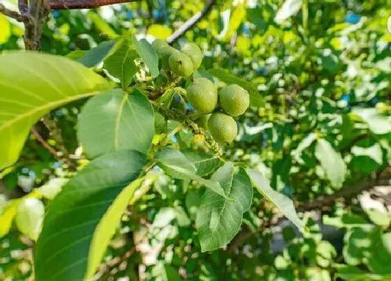 种植位置|家里可以种核桃树吗