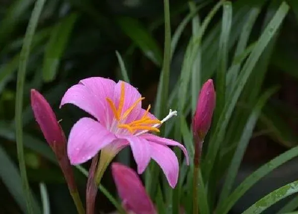 植物浇水|牛奶可以浇兰草花吗 牛奶浇兰草花的正确方法