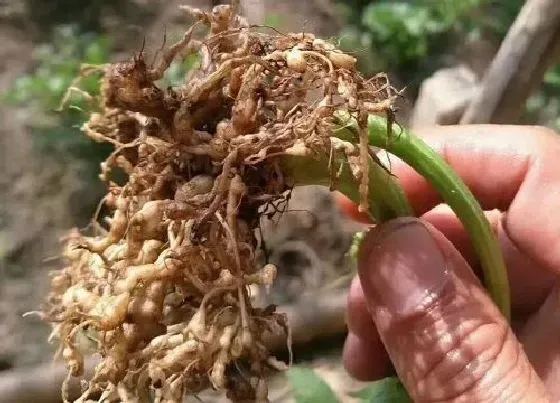 种植管理|根结线虫最怕什么 根结线虫用什么治简单彻底