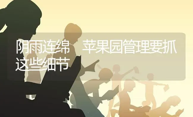 阴雨连绵 苹果园管理要抓这些细节 | 瓜果种植