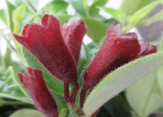 开花时间|口红花什么时候开花 一年开几次花