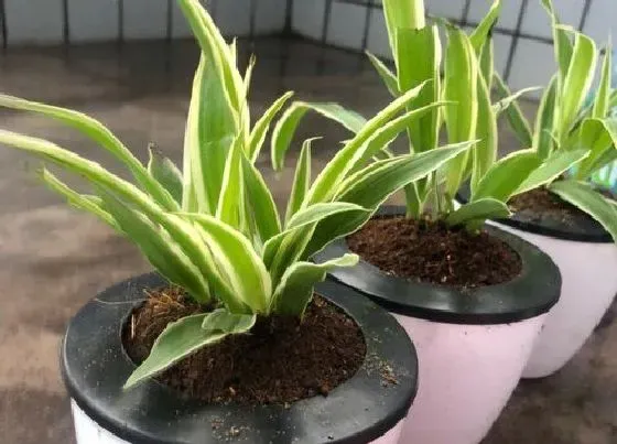 开花时间|吊兰什么时候开花 开花时间与季节