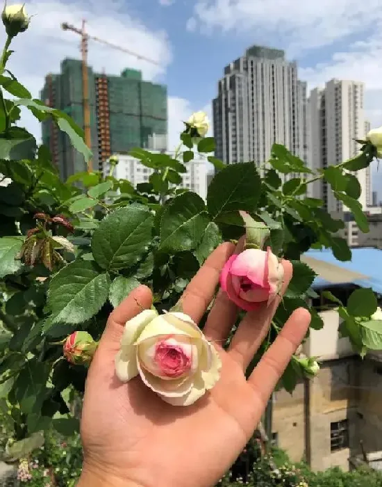 养殖科普|移栽月季花苞垂头挽救方法（买来的月季花苞垂头怎么办）