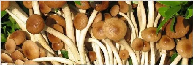 食用菌种植方法 | 自然知识