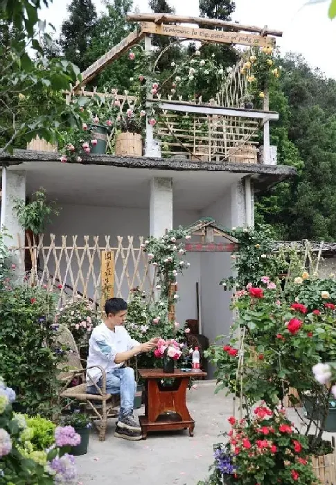 养殖科普|移栽月季花苞垂头挽救方法（买来的月季花苞垂头怎么办）