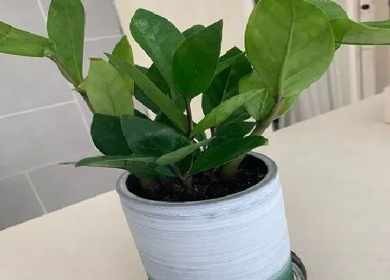 秋天植物|金钱树秋天怎么养护长得好