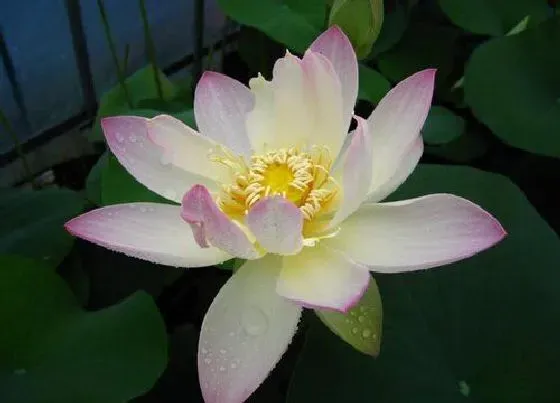 植物排行|名贵荷花十大品种图片 世界上好看珍贵的荷花品种