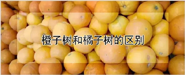 橙子树和橘子树的区别 | 农业技术