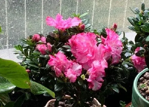 植物浇水|杜鹃盆栽怎么浇水方法